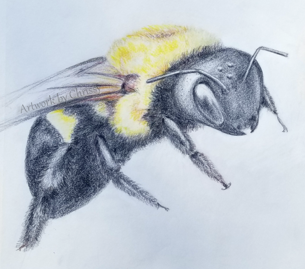 Artwork by Chrissy - Colored pencil drawing of a bumble bee