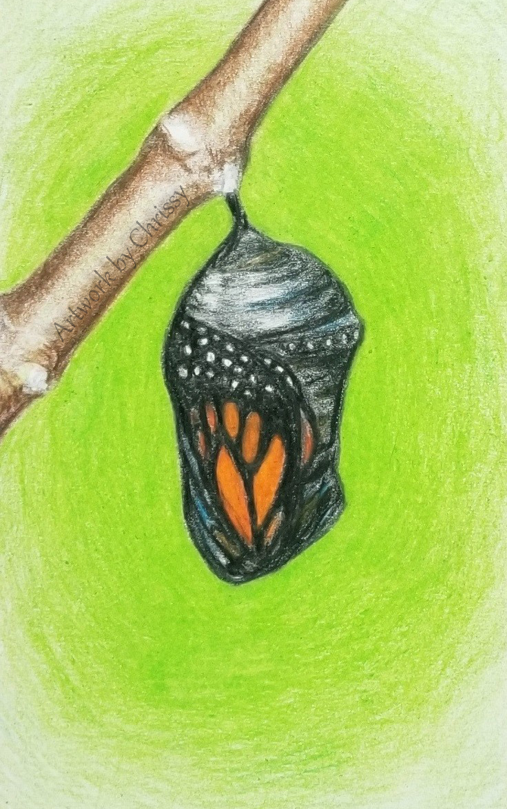 Artwork by Chrissy - Pencil drawing of a monarch butterfly chrysalis attached to a plant stem