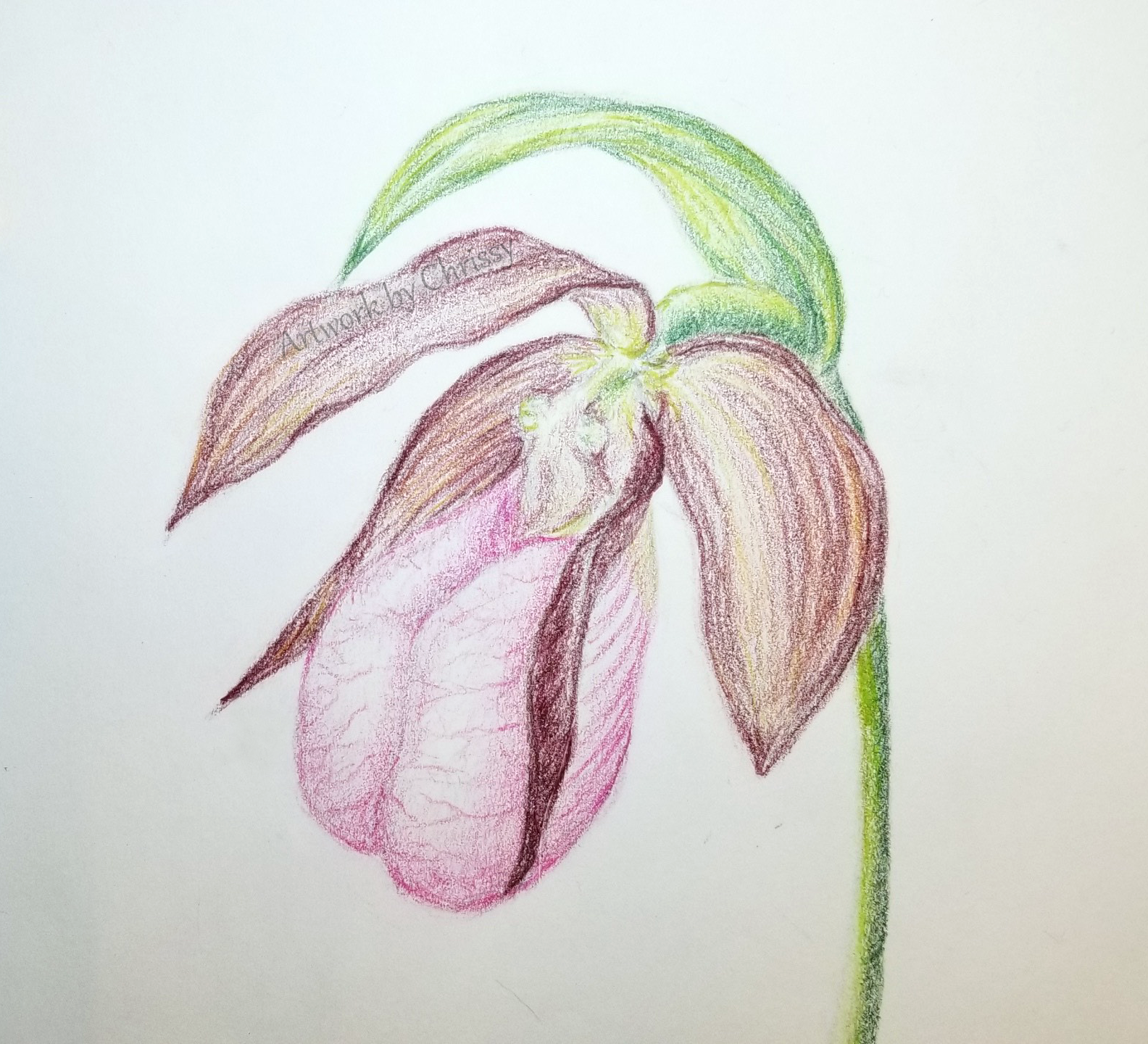 Artwork by Chrissy - Colored pencil drawing of a pink lady slipper flower